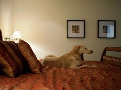 Resort Khusus Anjing, Bisa Manikur Pedikur Sampai Facial