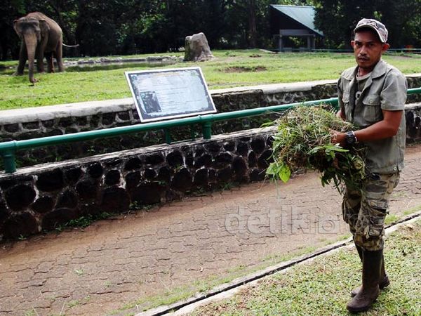 Jelang Lebaran, Ragunan Dibersihkan