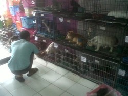 Lebaran, Tempat Penitipan Hewan Diserbu Warga yang Ingin Mudik