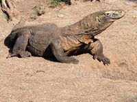 Melihat Komodo KBS Bertelur 28 Butir