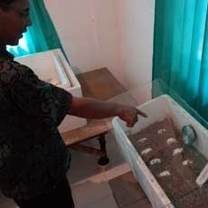 Horee! Seekor Komodo Koleksi KBS Bertelur 28 Butir