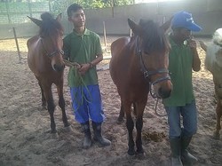 Ekspor Kuda ke Malaysia, Eksportir Tak Khawatir Diklaim