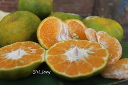 Lebaran di Gayo Aceh, Jangan Lupa Cicip Jeruk Keprok