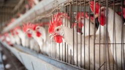 Ternak Unggas di Inggris, Diduga Banyak Terjangkit Bakteri Campylobacter