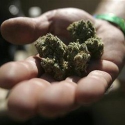 Negara Ini Legalkan Industri Ganja