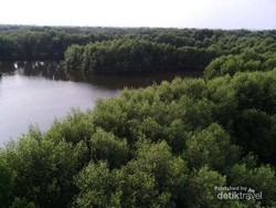 Melongok Keindahan Taman Wisata Alam Angke Kapuk