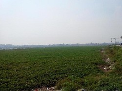 Ini Cara Jokowi Berantas Eceng Gondok di Waduk