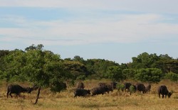 Serasa di Afrika, Tapi Ini di Baluran!