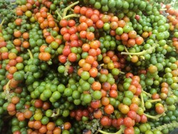 Panen Lada Tiba, Saatnya Pulang ke Pulau Bangka