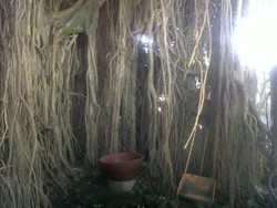 Sebelum Kebakaran, Warga Lihat Ada Orang Buang Sesuatu di Beringin Kembar