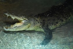 Ada-ada saja... Mal di Dubai Ini Pelihara Buaya Raksasa