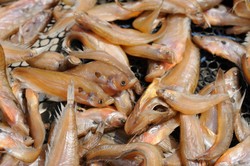 Apakah Ikan Asin Perlu Dicuci?