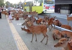 Ya Ampun, Kota di Jepang Ini Dikuasai Ribuan Rusa!