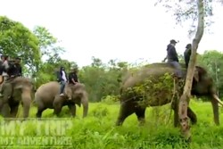 Serunya Patroli Gajah di Hutan Aras Napal