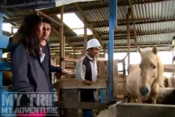 Susu Kuda Perah Ala Berastagi, Mau?