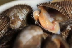 Wah, Ada Kerang Rebus Seenak Kepiting di Medan!