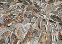 Ada Pohon Uang Sungguhan di North Wales, Britania Raya