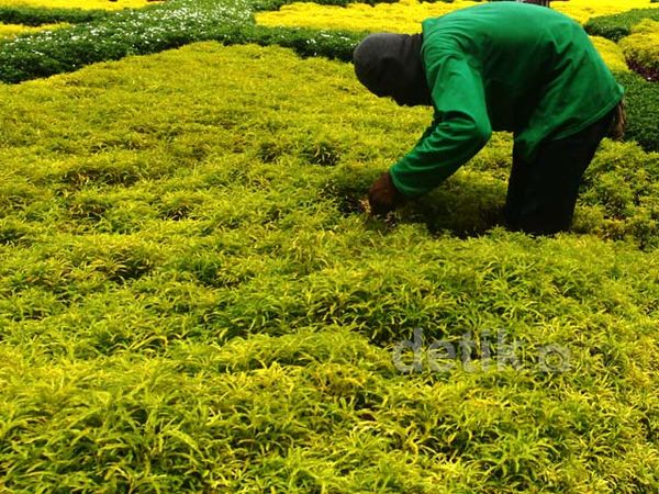 Perawatan Taman Patung Diponegoro