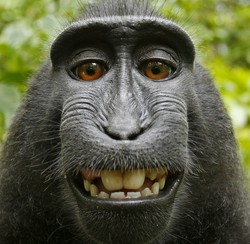 Ketika Foto Monyet Selfie Jadi Perdebatan
