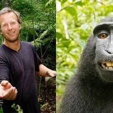 Monyet Selfie Itu Ternyata Tinggal di Indonesia