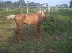 Selain Kuda Sumba, Pemerintah Bakal Ekspor Kuda Pacu