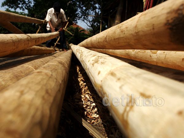 Penjualan Pohon Pinang Meningkat