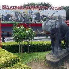 Komodo Hewan Koleksi KBS Ditemukan Mati di Kandangnya