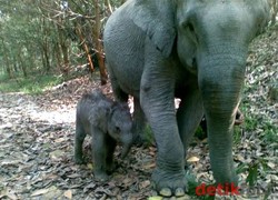 Warga Bener Meriah Tewas Diinjak-injak Gajah