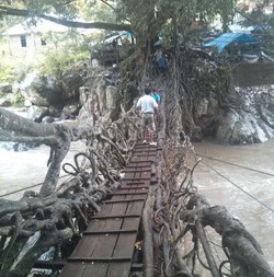 Jembatan Unik di Kab Pesisir Selatan Sumbar Ini Terbuat dari Akar Pohon