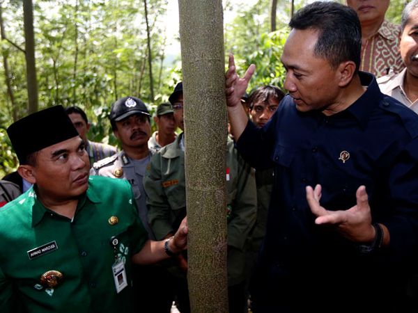 Menhut Tinjau Hutan Tanaman Rakyat di Jepara