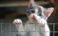 Kini Daging Kucing Goreng Jadi Santapan Populer di Vietnam