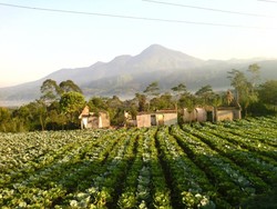 Gunung Ragajembangan, Selalu Bikin Rindu Orang Banjarnegara