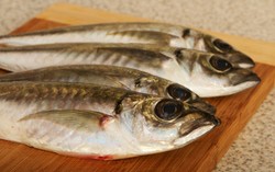 Nelayan Khawatirkan Dampak Buruk Pelarangan Impor Ikan ke Rusia