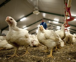 Larang Penyembelihan Halal, Denmark Berpotensi Rugi Jutaan Dollar