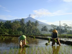 Gunung Slamet Siaga, Aktivitas Warga Purbalingga Normal