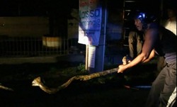 Ular Piton ini Nyangkut di Tiang Listrik dan Bikin Repot Warga Semarang