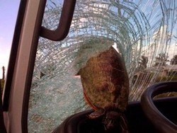 Selain Batu, Hewan Jadi Musuh Kaca Mobil