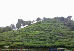 Ada Bukit Borobudur di Perkebunan Teh Jamus, Ngawi