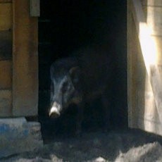 Koleksi Babi Kutil KBS Bertambah