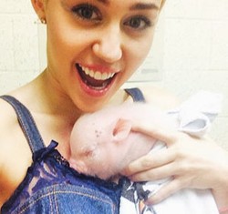 Foto: Ketika Miley Cyrus Jatuh Cinta Pada Seekor Babi