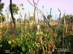 Menyegarkan Mata Dengan Sawah Hijau di Kota Batu