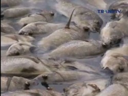 Ratusan Ton Ikan di Danau Maninjau Mati Mendadak