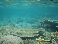 Teluk Tomini Disiapkan Jadi Tujuan Wisata Bahari Dunia