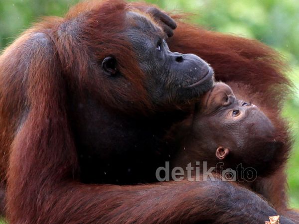 Melihat Tingkah Lucu Orangutan di Samboja Lestari