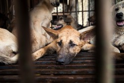 Konsumsi Daging Anjing: Antara Kekayaan Kuliner dan Norma Agama