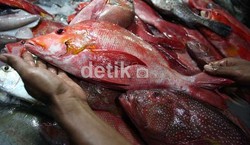 Rusia Tolak Ikan RI Terkait Isu Radioaktif, Kerugian Rp 500 M/Tahun