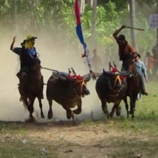 Serunya Nonton Karapan Kerbau di Pulau Kangean