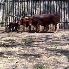 Seloso Lahir, Koleksi Satwa KBS Bertambah