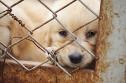 Hati-hati, Konsumsi Daging Anjing Bisa Berbahaya Bagi Tubuh!