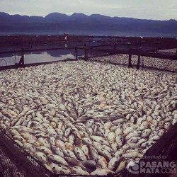 Beginilah Kondisi Danau Maninjau yang Dipenuhi Ribuan Bangkai Ikan Mas